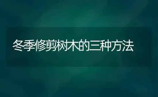 雨后桃树叶片出现许多小圆孔 该咋办 | 瓜果种植