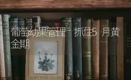 葡萄幼果管理 抓住5月黄金期 | 瓜果种植