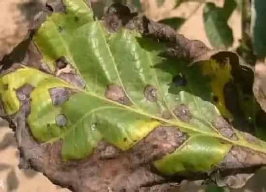 植物虫害|核桃病虫害防治技术与方法措施