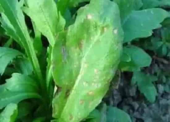 果实保存|茼蒿可以冷冻保存吗