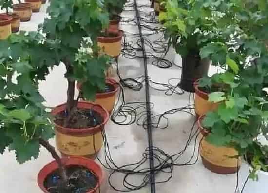 种植管理|葡萄树几年结果实