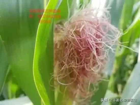 种植管理|下雨对玉米授粉有影响吗，授粉期连续降雨影响产量吗）