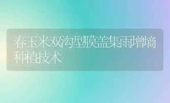春玉米双沟型膜盖集雨增墒种植技术 | 植物种植百科