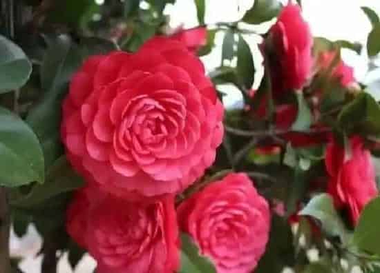 养殖科普|山茶花在北方能养活吗（买回来的山茶花怎么养不活）