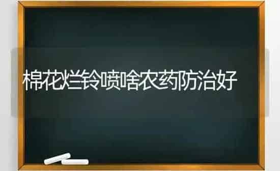 棉花烂铃喷啥农药防治好 | 种植病虫害防治