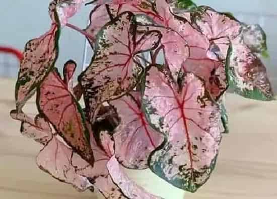 植物百科|花叶芋会开花吗 开花的颜色与样子