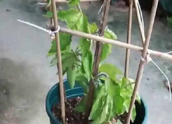 植物浇水|百香果要几天浇一次水 春夏秋冬各不同
