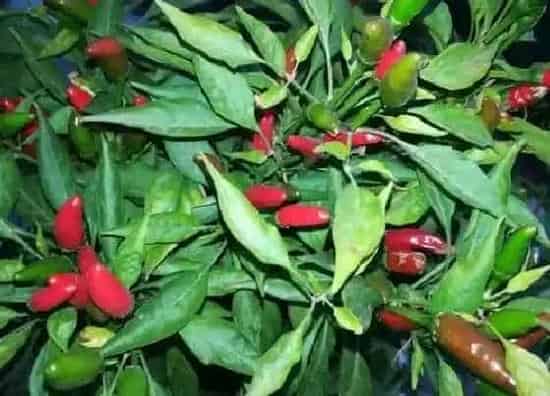 种植管理|朝天椒什么季节种植合适