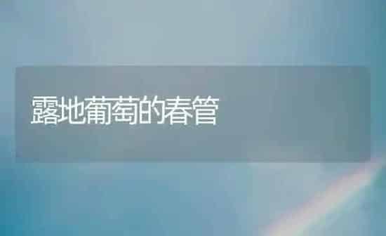 露地葡萄的春管 | 瓜果种植
