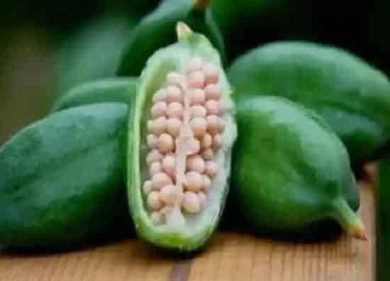 果实科普|鸢尾花果实类型