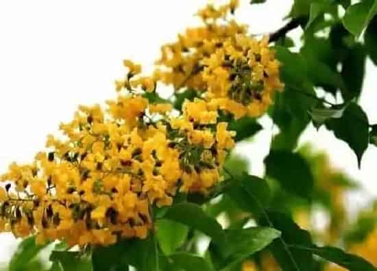 植物百科|小叶紫檀会开花吗 开什么样的花