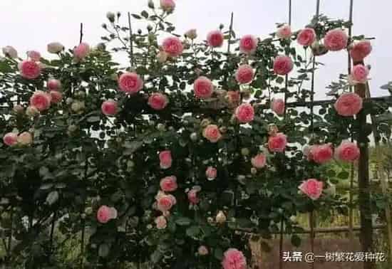 植物百科|龙沙宝石月季优缺点（龙沙宝石是藤本还是灌木月季图片）