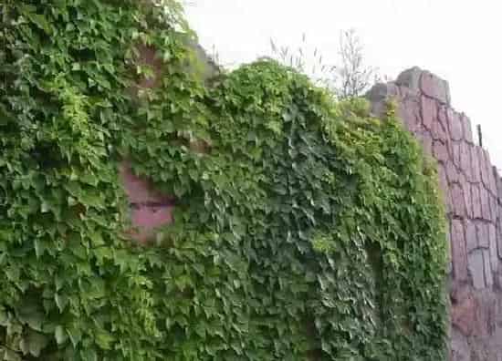 植物种类|爬山虎是藤本植物吗 属于什么植物