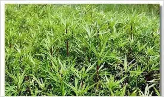 藜蒿5种常见病虫害介绍 | 种植技术
