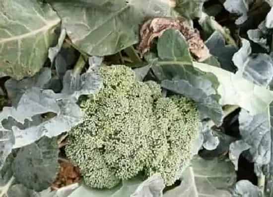 种植管理|西兰花生长期多长时间