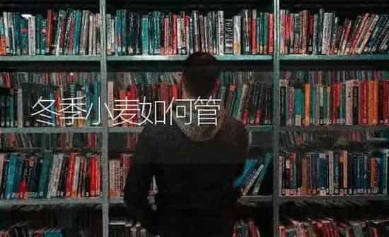 冬季小麦如何管 | 粮油作物种植