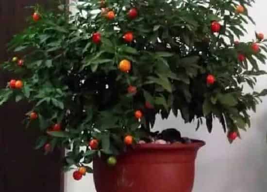 植物百科|车厘子又叫什么名字