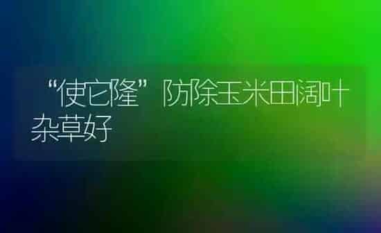 “使它隆”防除玉米田阔叶杂草好 | 粮油作物种植