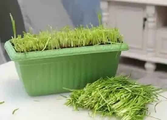 植物浇水|多菌灵可以浇韭菜吗