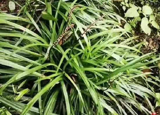果实成熟|麦冬几月份收获（麦冬什么时候种植什么时候收获）