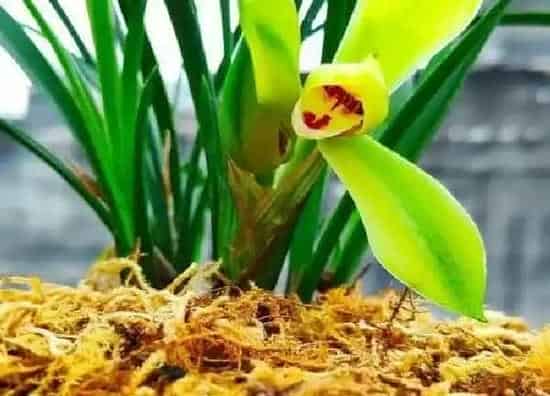 植物移栽|大叶兰花怎么分盆容易成活