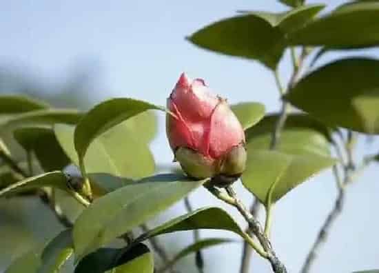 养殖科普|山茶花在北方能养活吗（买回来的山茶花怎么养不活）