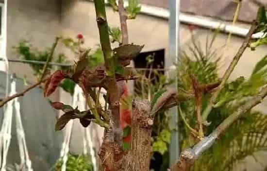 植物嫁接|月季嫁接时间和方法
