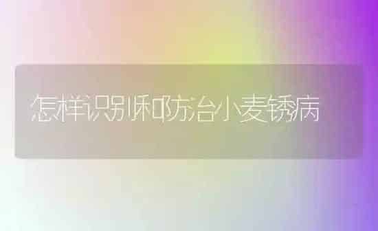 怎样识别和防治小麦锈病 | 粮油作物种植
