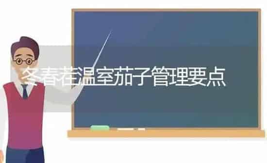 冬春茬温室茄子管理要点 | 蔬菜种植