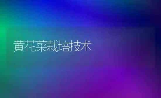 黄花菜栽培技术 | 蔬菜种植