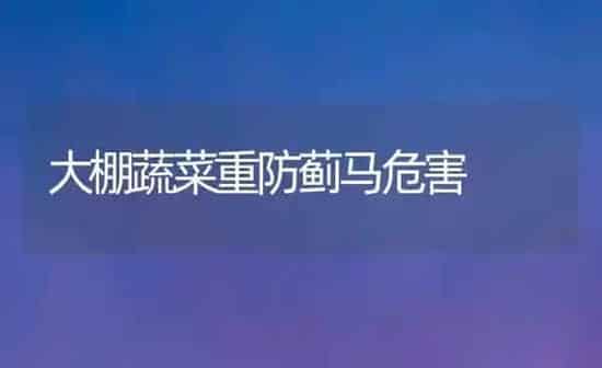 大棚蔬菜重防蓟马危害 | 蔬菜种植