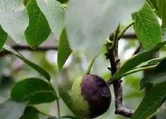 植物虫害|核桃病虫害防治技术与方法措施