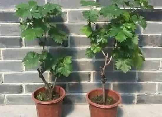 种植管理|葡萄树几年结果实
