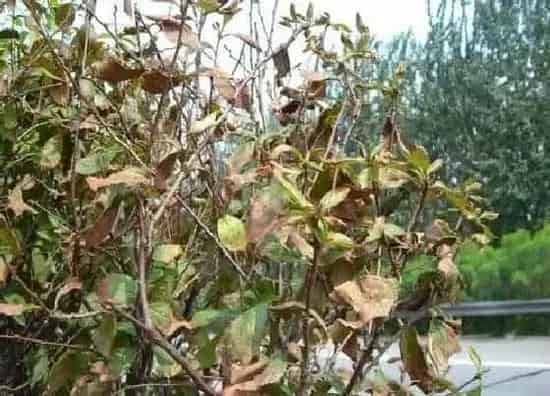 植物虫害|榆叶梅病虫害防治技术与方法措施