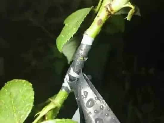 植物嫁接|月季嫁接时间和方法