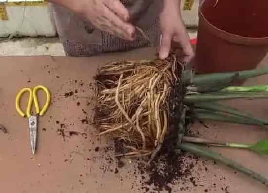 根部|金钱树根系发达吗