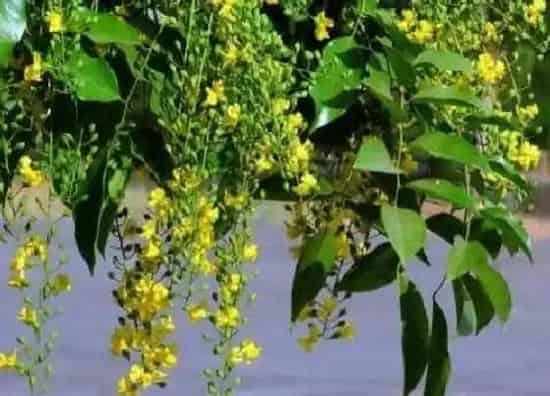 植物百科|小叶紫檀会开花吗 开什么样的花