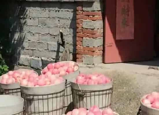 果实科普|烟台栖霞苹果几月份成熟上市 哪里产区的栖霞苹果最好