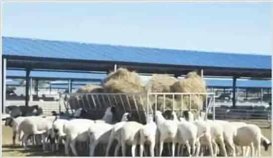 夏季肉羊养殖长膘增膘的方法 | 动物饲养方法
