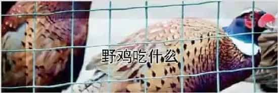 野鸡吃什么 | 动物饲养方法