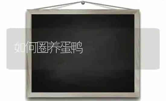 如何圈养蛋鸭 | 家禽养殖