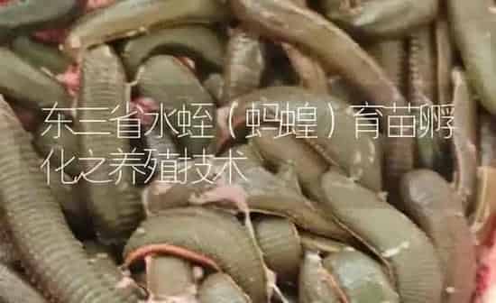 东三省水蛭（蚂蝗）育苗孵化之养殖技术 | 特种养殖