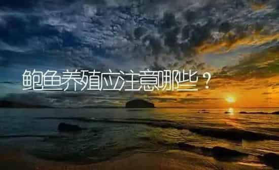 鲍鱼养殖应注意哪些？ | 海水养殖