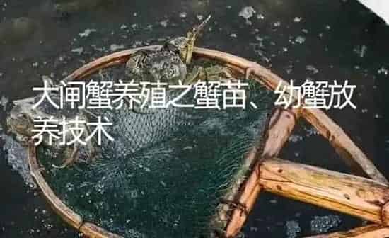 大闸蟹养殖之蟹苗、幼蟹放养技术 | 淡水养殖