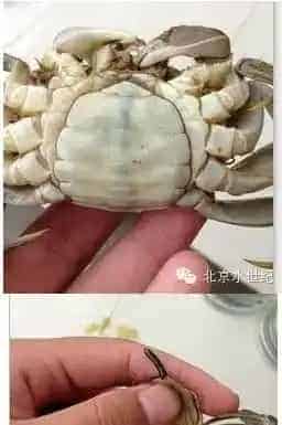 河蟹池塘里水瘪子的处理方法分享