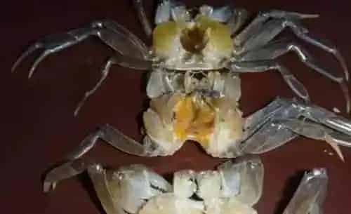 河蟹池塘里水瘪子的处理方法分享