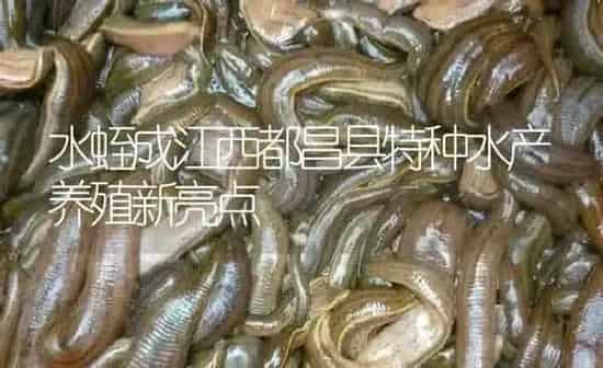 水蛭成江西都昌县特种水产养殖新亮点 | 特种养殖