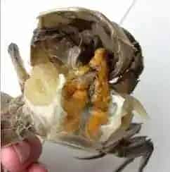 河蟹池塘里水瘪子的处理方法分享