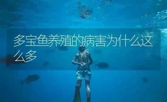 多宝鱼养殖的病害为什么这么多 | 海水养殖