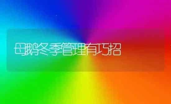 母鹅冬季管理有巧招 | 家禽养殖